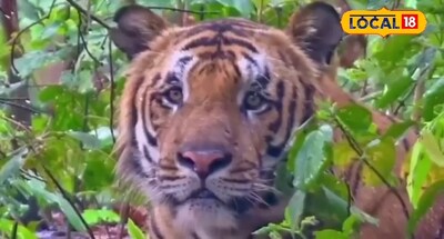 फाइल फोटो.