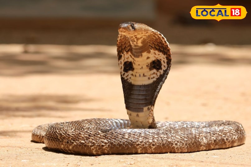 विषैला सांप विषैला सांप