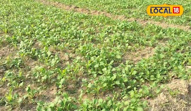 युवा किसान दो एकड़ जमीन पर मक्का की खेती-बाड़ी से सीज़न में करते हैं 2 लाख रुपए