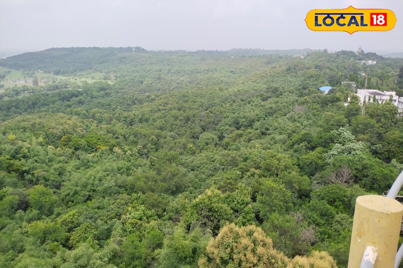 बाघ तेंदुआ हिरण मोर बारहसिंगा जंगली जानवर 