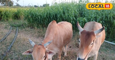 sorted semen, insemination, calves born female, costing, Animal, Husbandry Depar