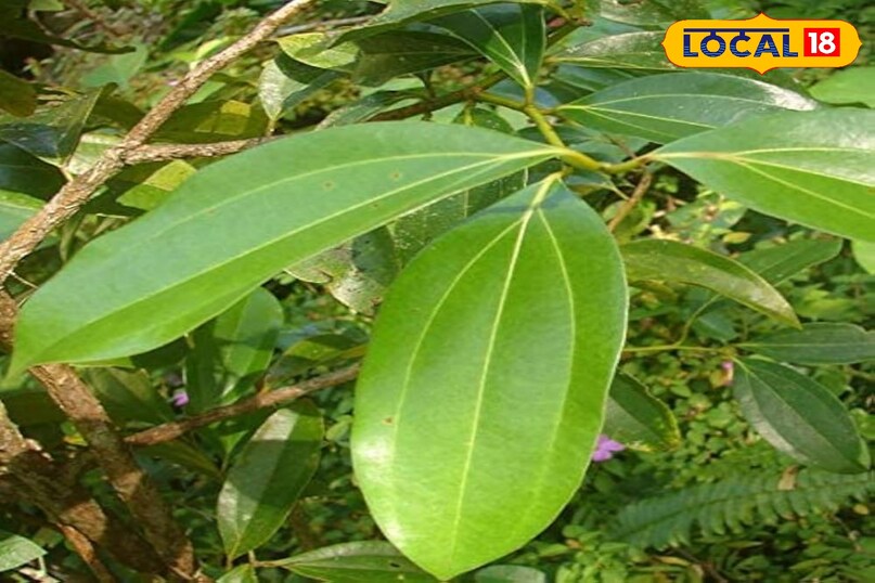 तेज पत्ता 