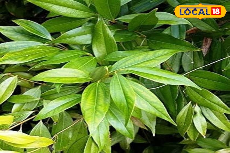 तेज पत्ता 