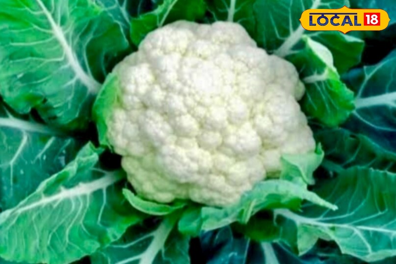 हरी, ताजी और बिना कट-फट वाली पत्तियों वाली फूल गोभी ही खरीदें. मुरझाई या पीली पत्तियां गोभी के पुराने होने का संकेत देती हैं. 