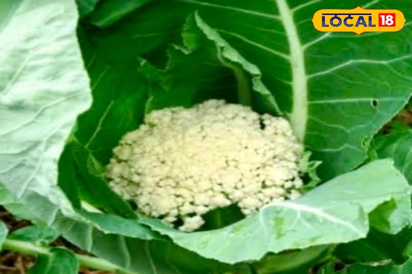 फूल गोभी के छोटे-छोटे फूलों के बीच अगर काले धब्बे या गंदगी जमी नजर आए, तो इसमें कीड़े छिपे हो सकते हैं. साफ और एकसार फूल वाली गोभी ही चुनें.