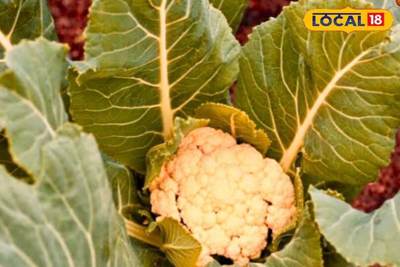 बहुत ज्यादा खुली और ढीली फूल गोभी में कीड़े लगने की संभावना अधिक होती है. हमेशा कसकर बंद और कॉम्पैक्ट फूल वाली गोभी लें. 