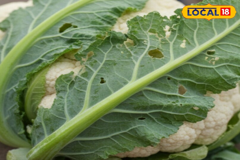 आगे कहा कि फूल गोभी की पत्तियां उसकी ताजगी बताती हैं. अगर पत्तियों पर छोटे-छोटे छेद, जाले या चिपचिपापन दिखे, तो यह कीड़े होने का संकेत है.