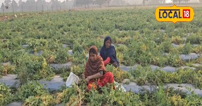 अगेती फसल 