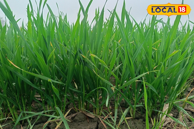 गेहूं में गिल्ली डंडा कैसे रोकें, गिल्ली डंडा का निस्तारण कैसे करें, गेहूं में खरपतवार नियंत्रण कैसे करें, लोकल 18, How to stop Gilly Danda in wheat, how to dispose of Gilly Danda, how to control weeds in wheat, Local 18