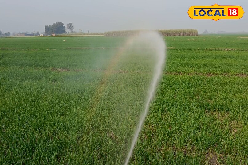 गेहूं में गिल्ली डंडा कैसे रोकें, गिल्ली डंडा का निस्तारण कैसे करें, गेहूं में खरपतवार नियंत्रण कैसे करें, लोकल 18, How to stop Gilly Danda in wheat, how to dispose of Gilly Danda, how to control weeds in wheat, Local 18