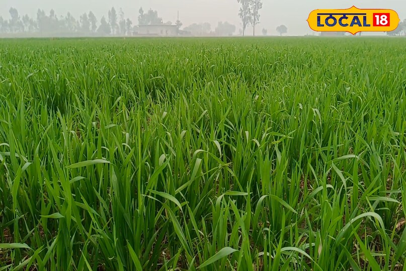 गेहूं में गिल्ली डंडा कैसे रोकें, गिल्ली डंडा का निस्तारण कैसे करें, गेहूं में खरपतवार नियंत्रण कैसे करें, लोकल 18, How to stop Gilly Danda in wheat, how to dispose of Gilly Danda, how to control weeds in wheat, Local 18