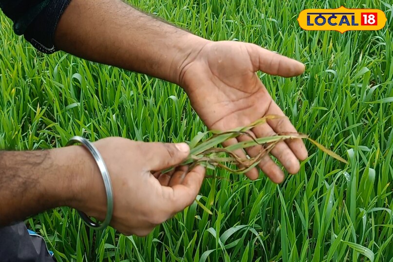 गेहूं में गिल्ली डंडा कैसे रोकें, गिल्ली डंडा का निस्तारण कैसे करें, गेहूं में खरपतवार नियंत्रण कैसे करें, लोकल 18, How to stop Gilly Danda in wheat, how to dispose of Gilly Danda, how to control weeds in wheat, Local 18