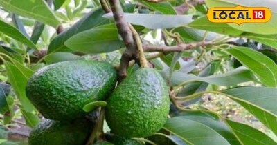 एवोकाडो फल