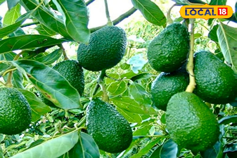 आगे कहा कि एवोकाडो उगाने के लिए सबसे पहले उसके बीज को अच्छी तरह साफ करें. इसके बाद बीज को पानी में 4 से 6 सप्ताह तक भिगोकर रखें. इस दौरान बीज से धीरे-धीरे जड़ और अंकुर निकलने लगते हैं, जो पौधे की शुरुआती पहचान होती है. 