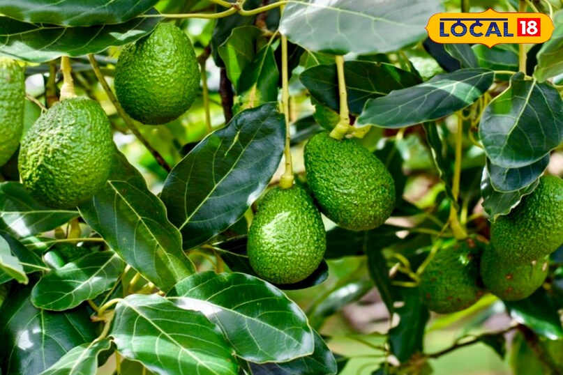 उन्होंने कहा कि घर में उगाया गया एवोकाडो का पौधा जल्दी फल नहीं देता. कुछ किस्में 2 से 3 साल में फल देना शुरू कर देती हैं, जबकि कुछ किस्मों को 8 से 10 साल तक का समय लग सकता है. इसलिए इस पौधे को उगाने में धैर्य बेहद जरूरी है.