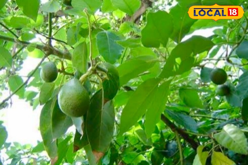 आगे कहा कि अंकुर निकलने के बाद बीज को अच्छे ड्रेनेज वाले गमले में लगाएं. मिट्टी हल्की और पोषक तत्वों से भरपूर होनी चाहिए. गमले में ड्रेनेज होल का होना जरूरी है, ताकि अतिरिक्त पानी बाहर निकल सके और जड़ें सड़ने से बची रहें.