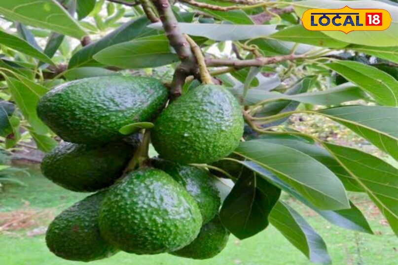 उन्होंने कहा कि पौधे की मिट्टी हमेशा हल्की नम रखें, लेकिन ज्यादा पानी देने से बचें. मिट्टी की ऊपरी 1 से 2 इंच परत सूखने के बाद ही पानी दें. ज्यादा नमी पौधे को नुकसान पहुंचा सकती है. 