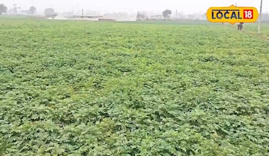 दो एकड़ जमीन पर आलू और 6 एकड़ जमीन पर मक्का और फूलगोभी की खेती-बाड़ी से सालभर मे