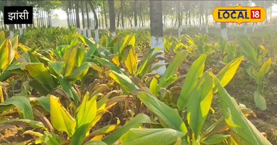 एग्रो क्रॉपिंग