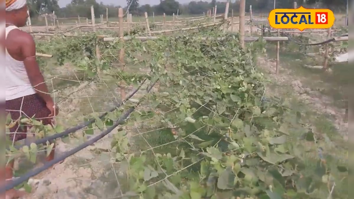 ठंड में तैयार होगी परवल, किसान ने बताया फॉर्मूला