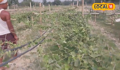 ठंड में परवल की बंपर फसल: सुरेश महतो का फॉर्मूला, मार्च से होगी बंपर कमाई.