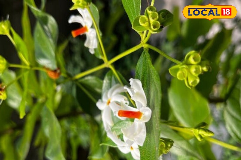 सावधानी भी जरूरी 