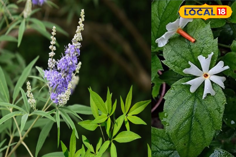 काढ़ा बनाने की विधि