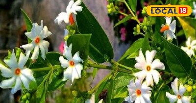 हरसिंगार के अद्भुत फायदे 