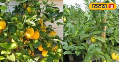 नींबू पेड़ 