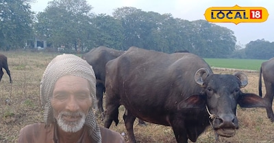 Rampur Farmer Turns Rs 260 Buffalo into Rs 80,000 Asset, Earns Big Daily