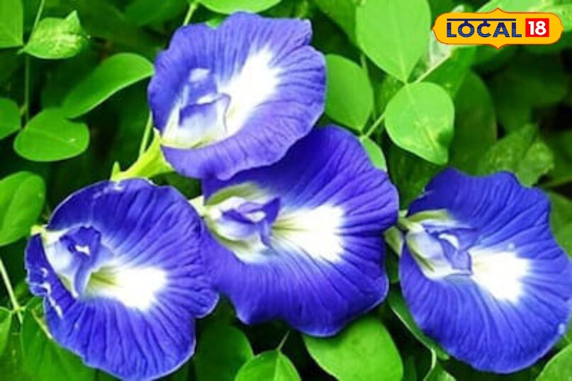 Moradabad news, hindi news, local news, up news, मुरादाबाद समाचार, हिंदी समाचार, लोकल समाचार, यूपी समाचार।