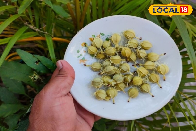 benefits of aamla seeds 