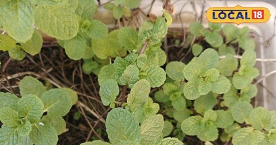 किचन गार्डन टिप्स 