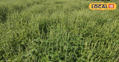 चिया सीड की खेती