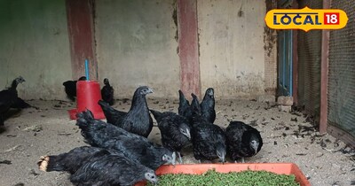 अजोला घास को आसानी से उगाया जा सकता है.