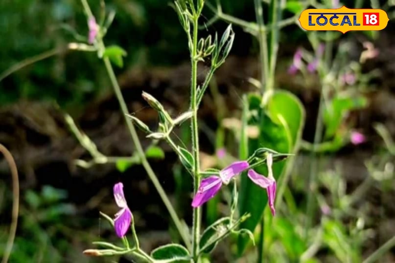 काकजंघा काकजंघा