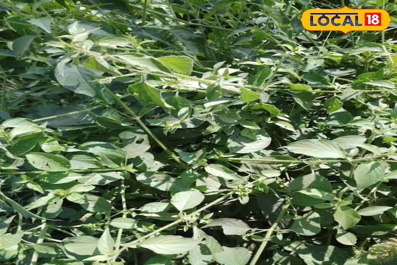 काकजंघा काकजंघा