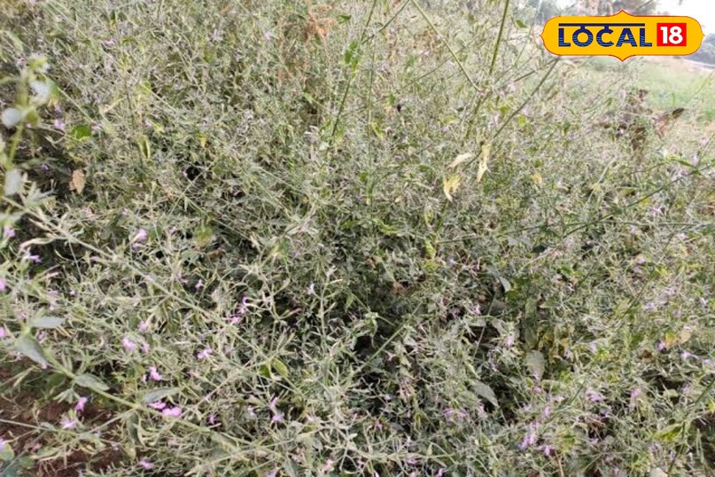 काकजंघा काकजंघा