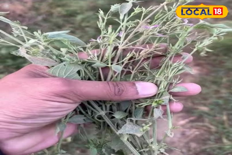 काकजंघा काकजंघा