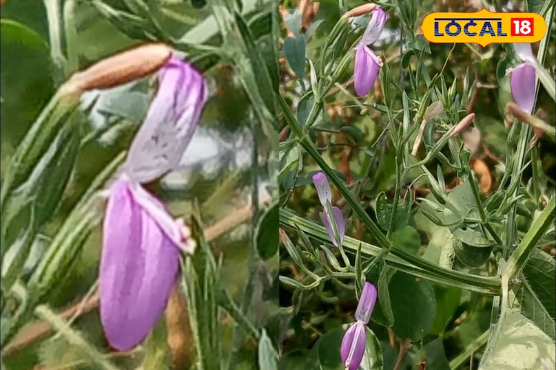 काकजंघा काकजंघा