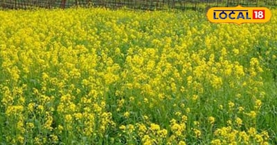 सरसों के खेत