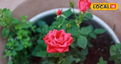 गमले में लगा गुलाब का पौधा 