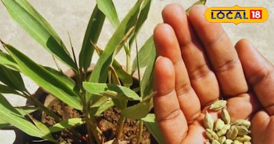 गमले में छोटी इलायची की बुवाई