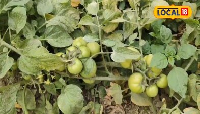 सारण के धरती के लिए VNR वैरायटी सबसे है बेटर 