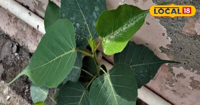 करें यह उपाय एक से दो दिन में सूख जाएगा पौधा