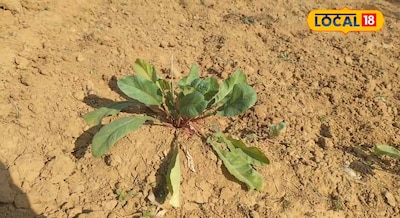 मटर के फसल के किनारे किनारे लगा दे यह गुलाबी चीज, महीने के 10 से 15000 हो जाएगी