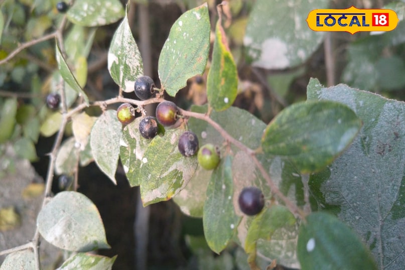 साबूदाना वाला आकर 