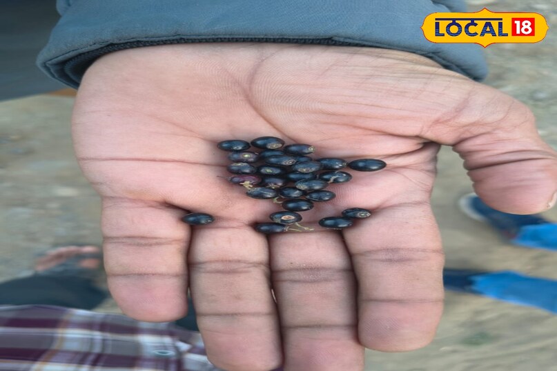 जंगल में मिलते 