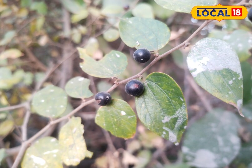 फल एनर्जी बढ़ने 