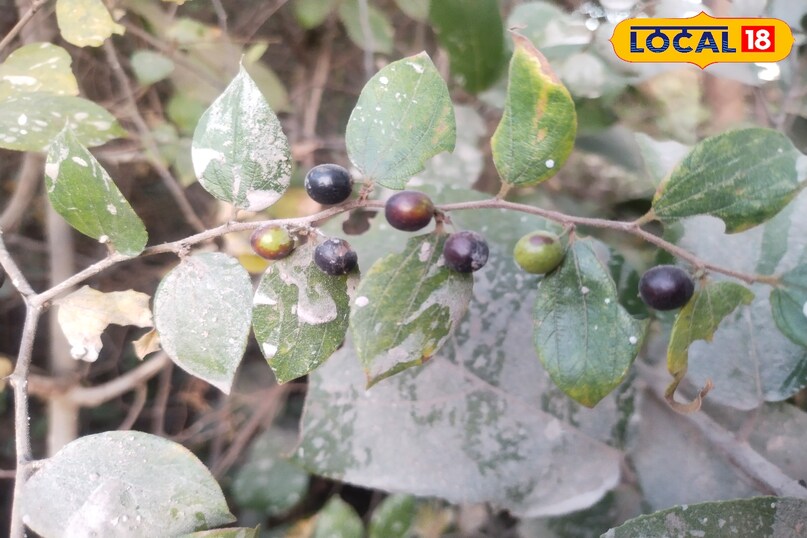 झाड़ियों पर 